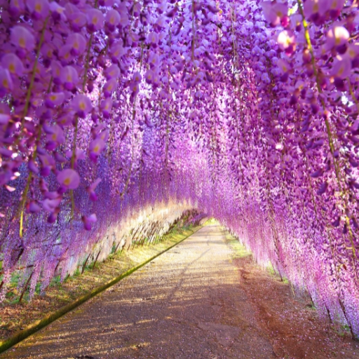 Japanese Wisteria