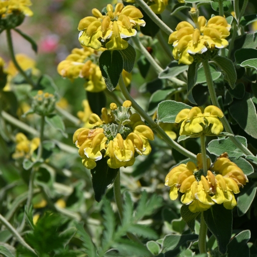 Jerusalem Sage