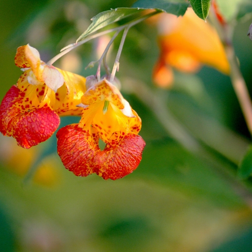 Jewelweed