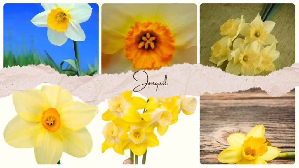 Jonquil Flower