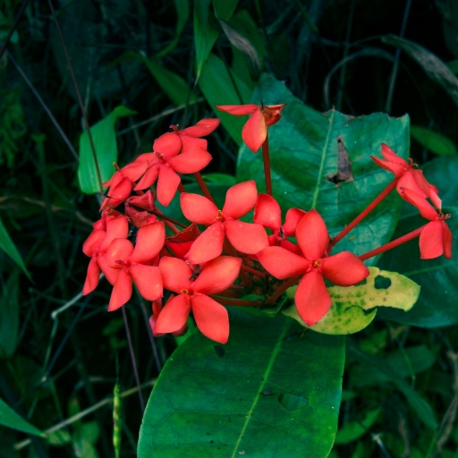 Jungle Geranium (Ixora)