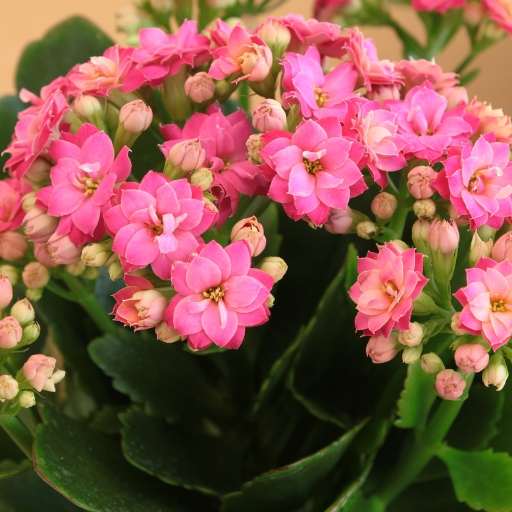 Kalanchoe