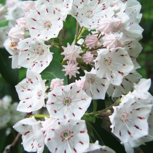 Kalmia (Mountain Laurel)