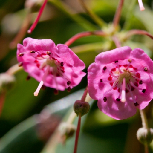 Kalmia angustifolia (Sheep Laurel)