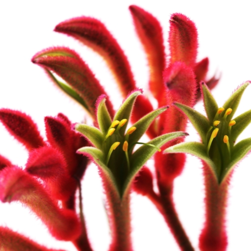 Kangaroo Paw