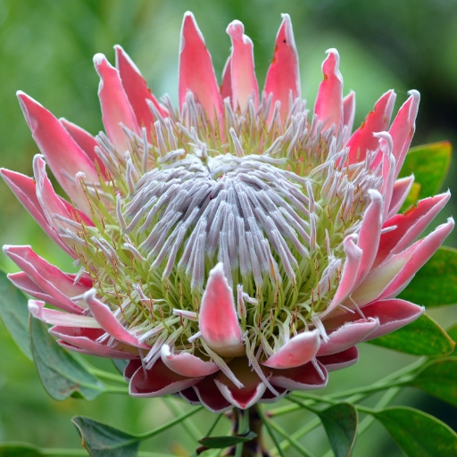 King Protea
