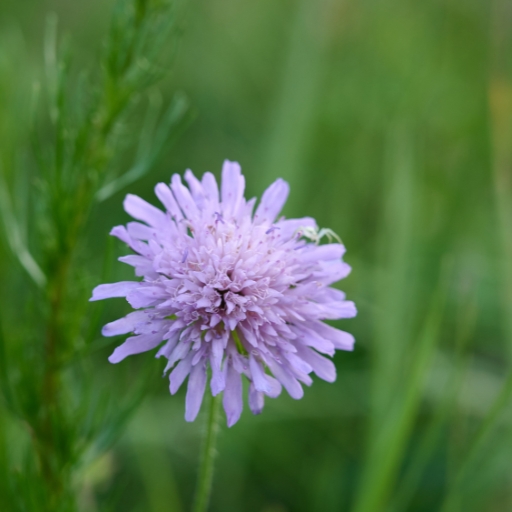Knautia (Field Scabious)