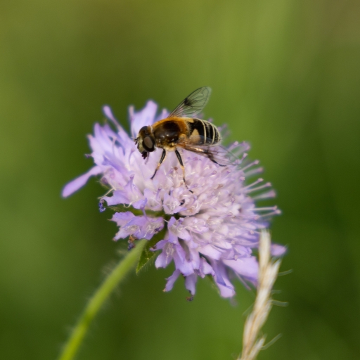 Knautia integrifolia