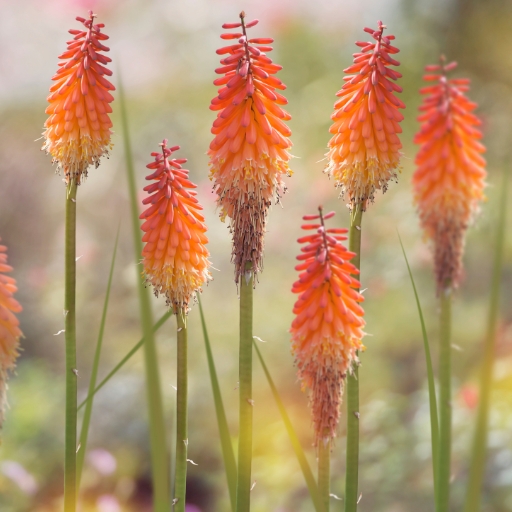 Kniphofia (Red Hot Poker)