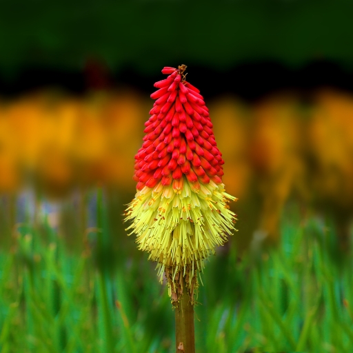 Kniphofia ‘Flamenco’