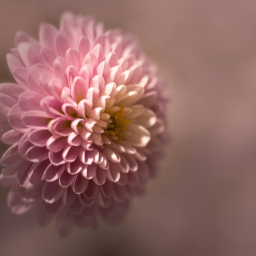 Korean Chrysanthemum