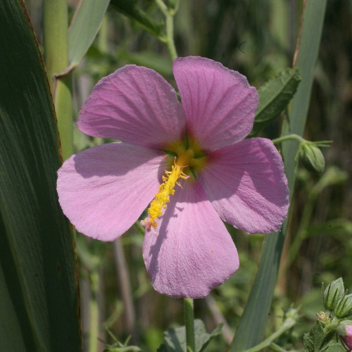 Kosteletzkya (Seashore Mallow)
