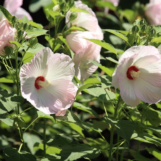 Kosteletzkya pentacarpos