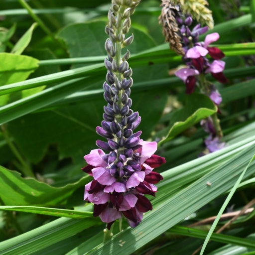 Kudzu Flower