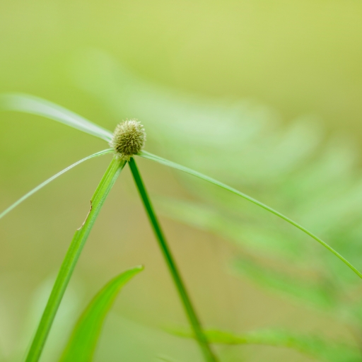 Kyllinga (Green Kyllinga Flower)