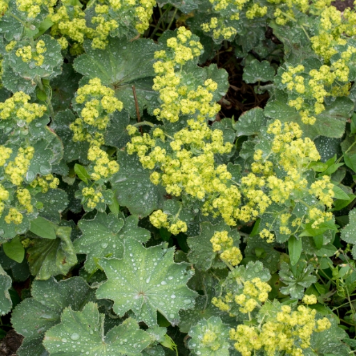 Lady’s Mantle