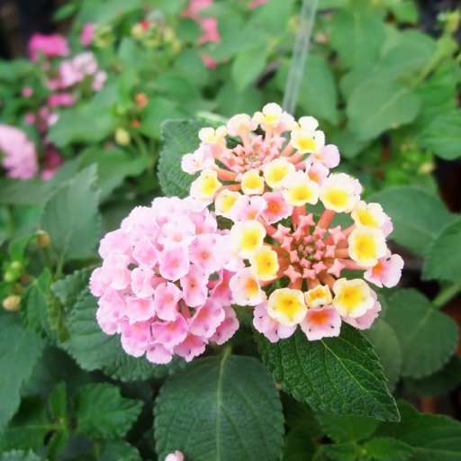 Lantana