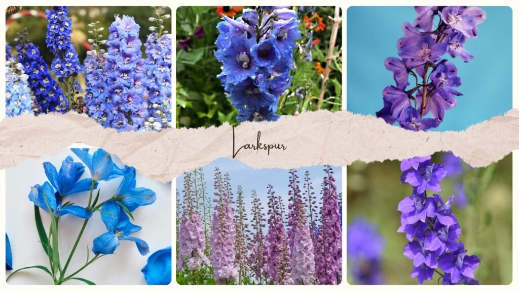 Larkspur
