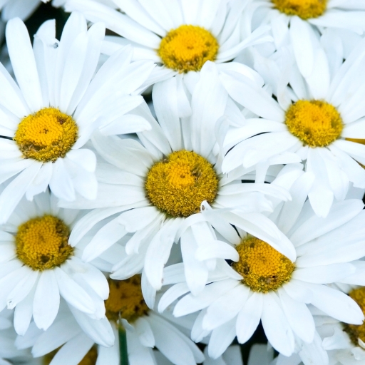 Leucanthemum (Shasta Daisy)