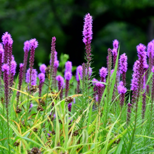 Liatris (Blazing Star)