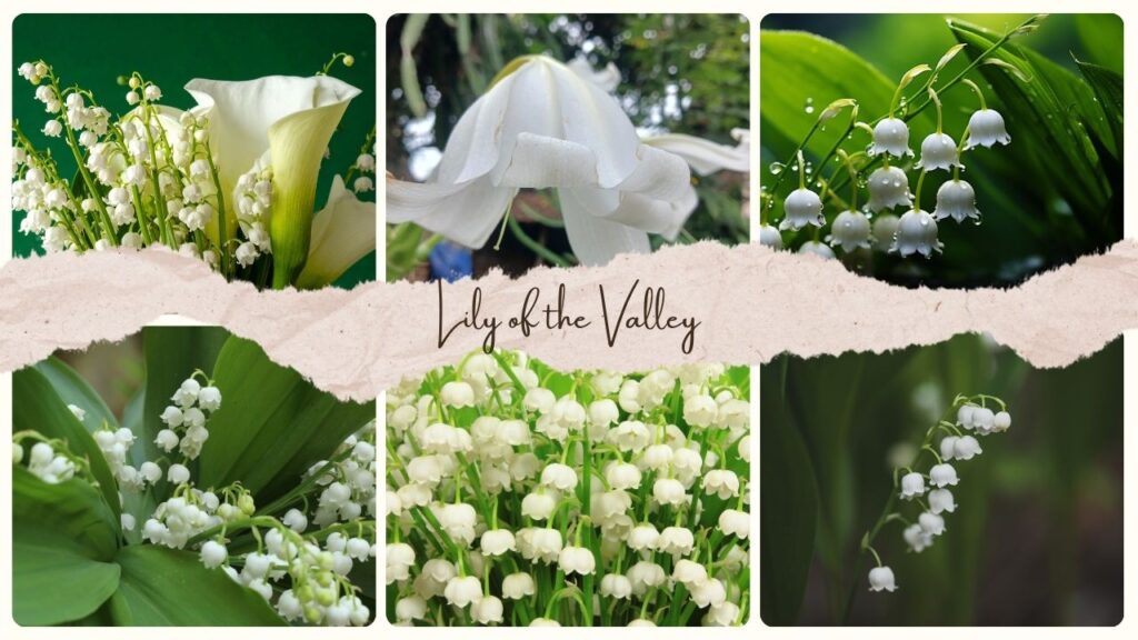 Lily of the Valley