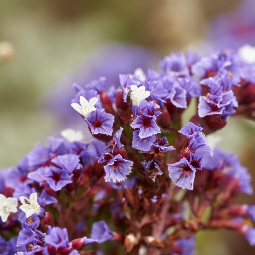 Limonium (Statice)