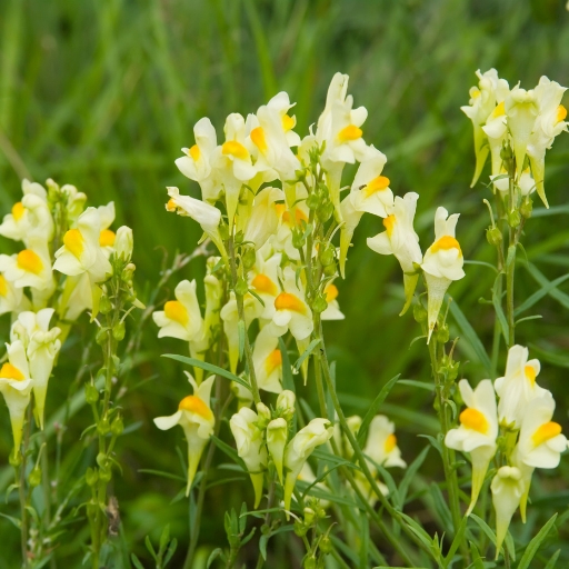 Linaria (Toadflax)