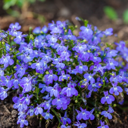 Lobelia