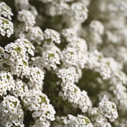 Lobularia (Sweet Alyssum)