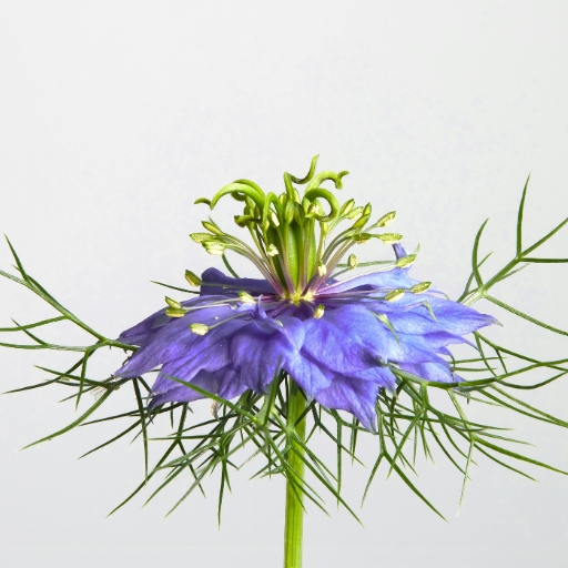Love-in-a-Mist