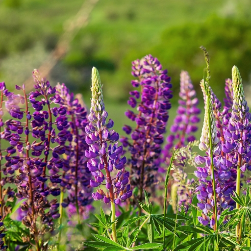 Lupine