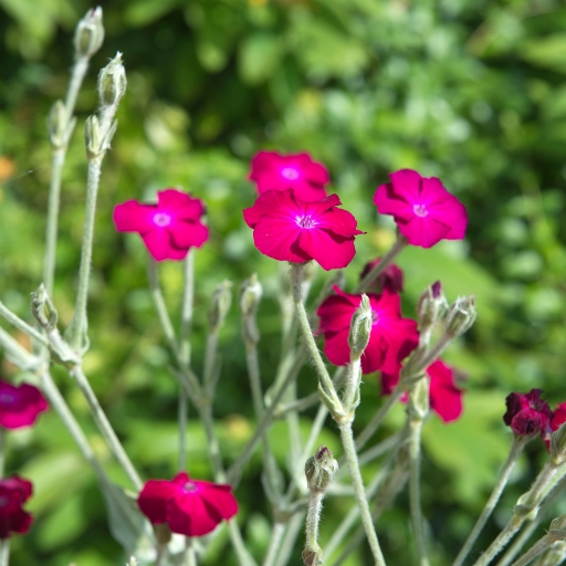 Lychnis (Campion)