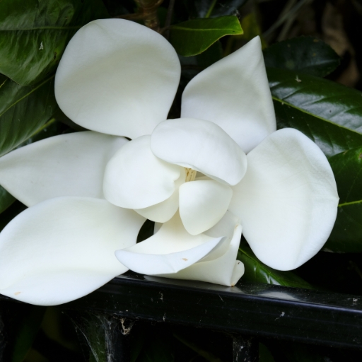 Magnolia