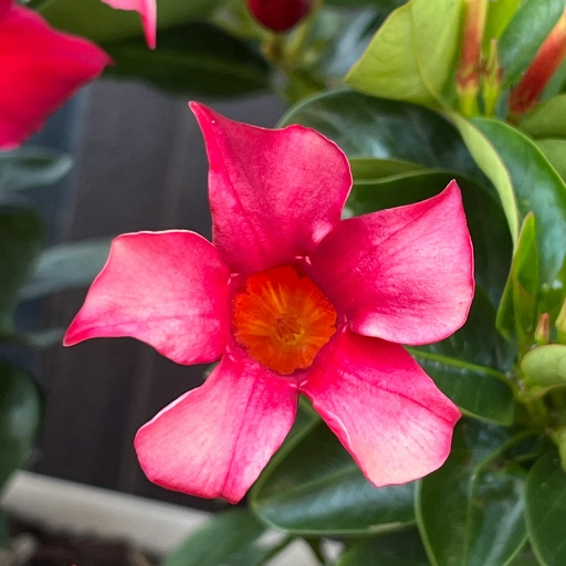 Mandevilla