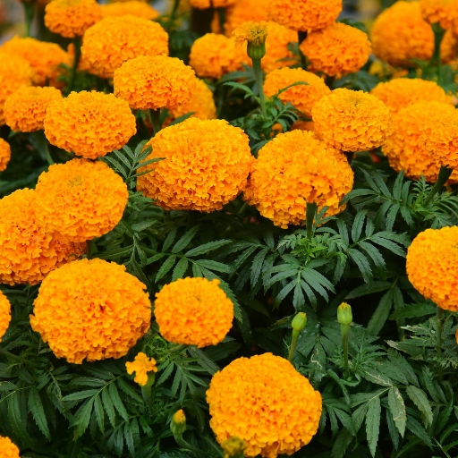 Marigold