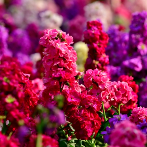 Matthiola (Stock Flower)