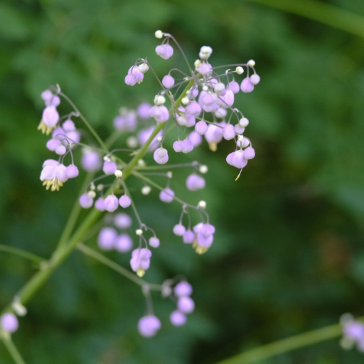 Meadow Rue
