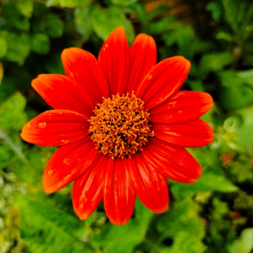 Mexican Sunflower
