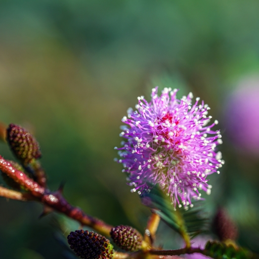 Mimosa (Sensitive Plant Flower)