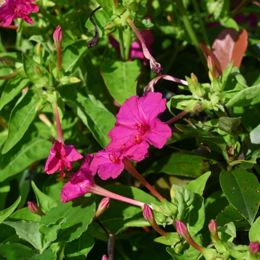 Mirabilis (Four O’Clock Flower)