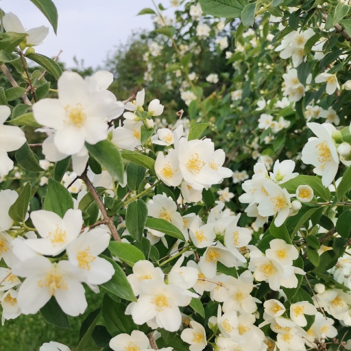 Mock Orange
