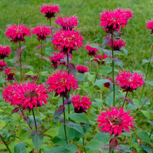 Monarda (Bee Balm)