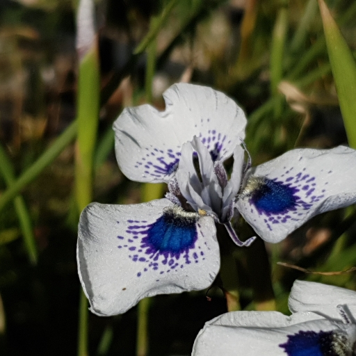Moraea (Peacock Iris)