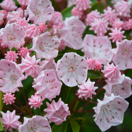 Mountain Laurel