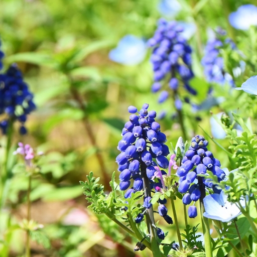 Muscari (Grape Hyacinth)