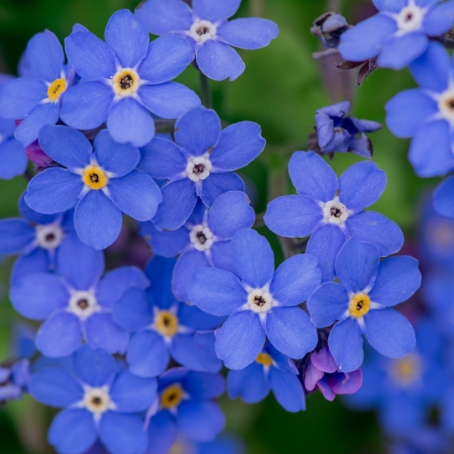 Myosotis (Forget-Me-Not)
