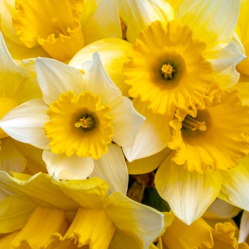 Narcissus (Daffodil)