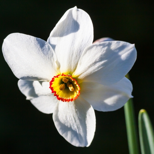 Narcissus poeticus (Poet’s Daffodil)