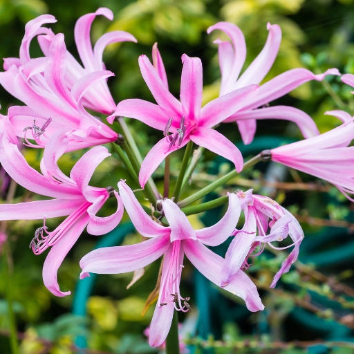 Nerine (Guernsey Lily)