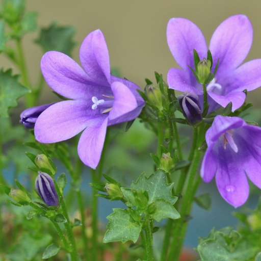 Nettle-leaved Bellflower